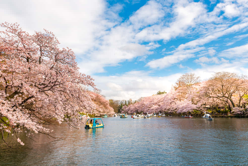 まとめ 吉祥寺にあるおすすめの英会話スクール9選 おすすめ英会話 英語学習の比較 ランキング English Hub