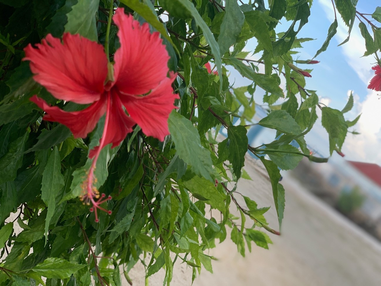 英語学習者におすすめ セブ留学が今人気を集める6つの理由 語学留学 おすすめ英会話 英語学習の比較 ランキング English Hub