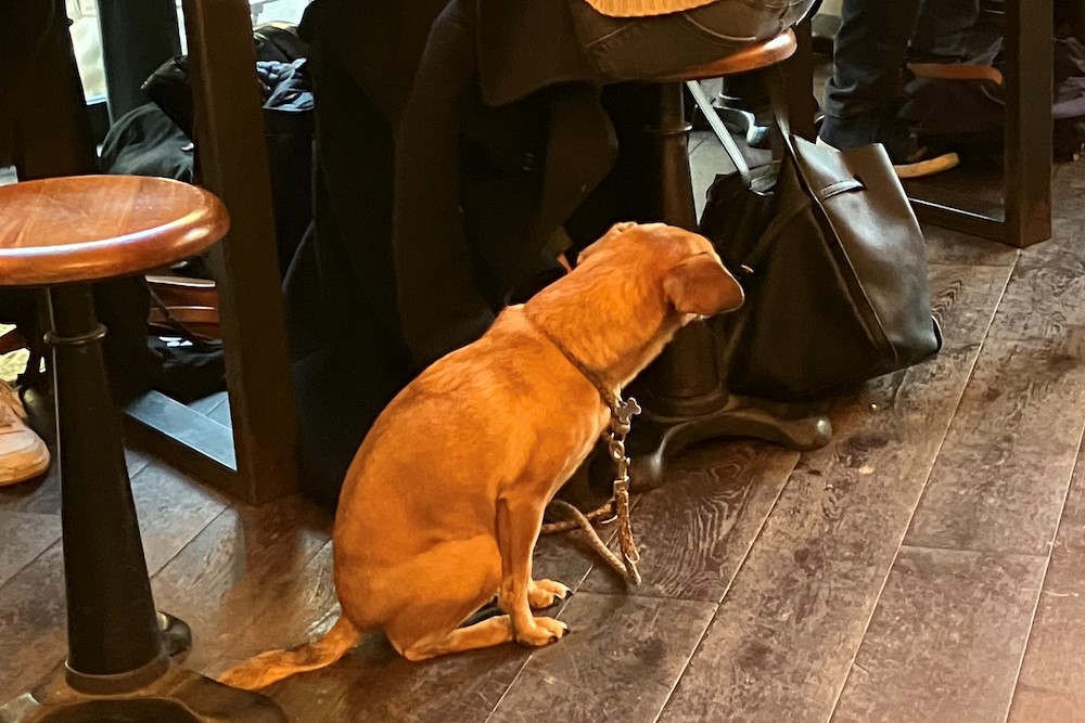 オフィスでもカフェでも地下鉄でも犬をよく見かけます