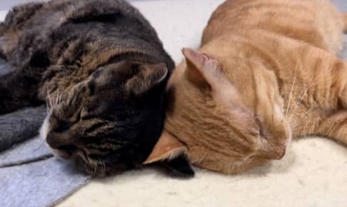 お互いの頭をくっつけて眠る2匹の猫
