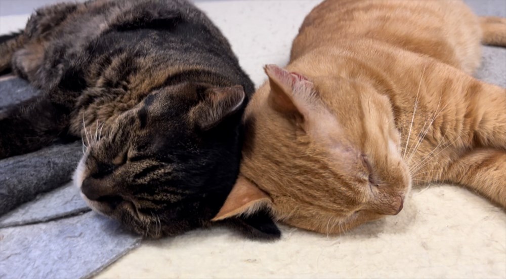 お互いの頭をくっつけて眠る2匹の猫