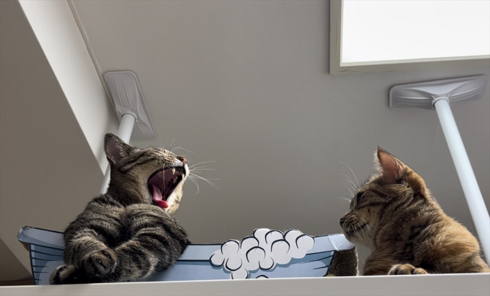 大きなあくびをする猫と、それを見つめる猫