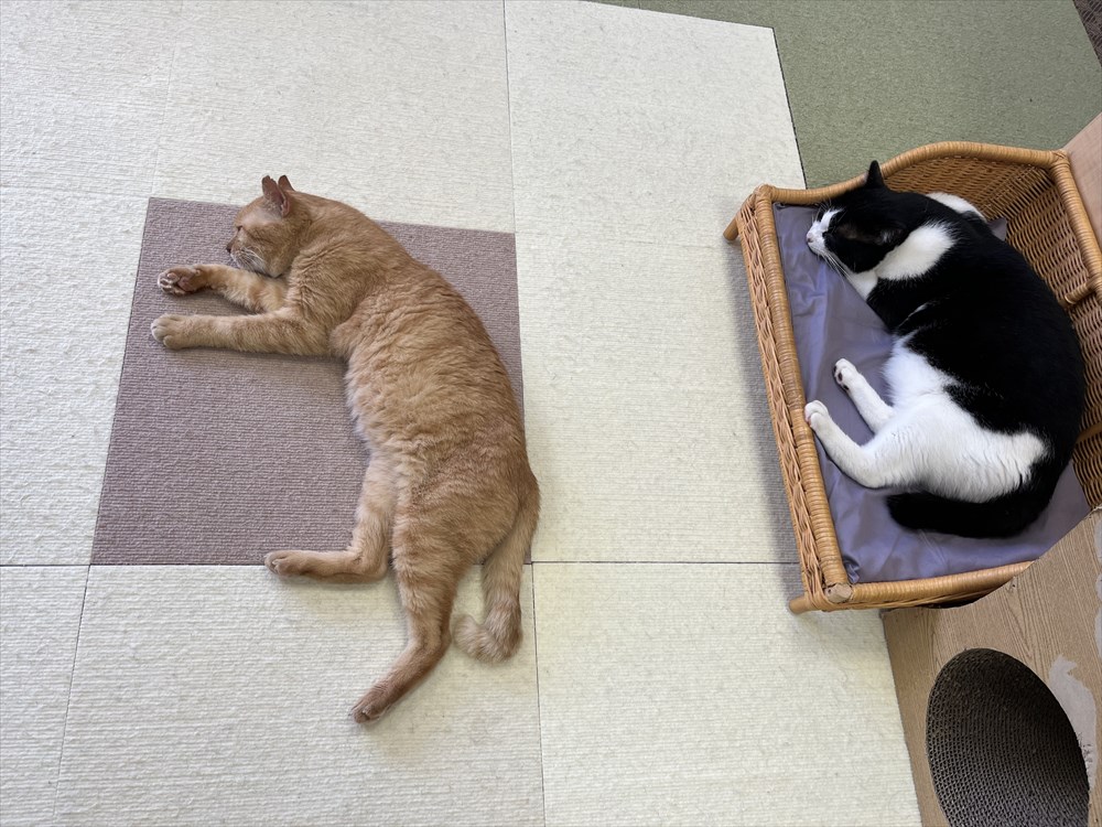 並んで昼寝をする猫たち