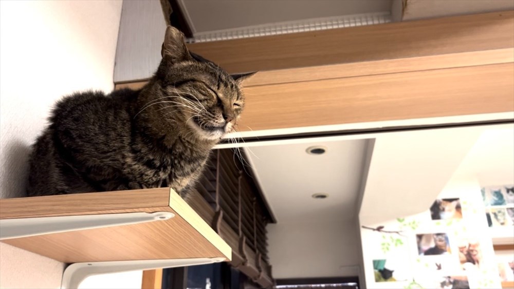 台の上で眠る猫