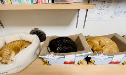 一列に並んで眠る、3匹の猫