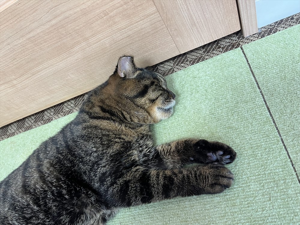 ドアの横でお昼寝をする猫
