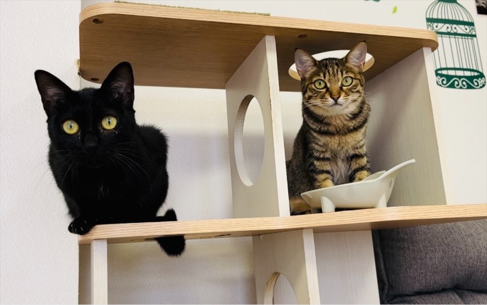 棚の上に並ぶ、2匹の猫