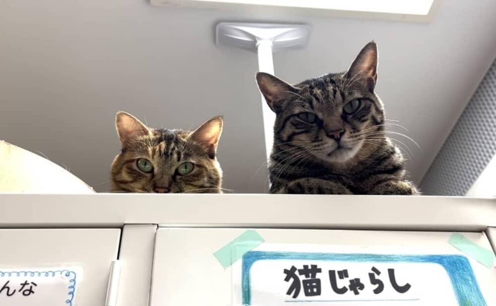 ロッカーの上からこちらを見下ろす2匹の猫